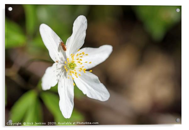 Wood anemone and Small Beetle April SpringtimeClos Acrylic by Nick Jenkins