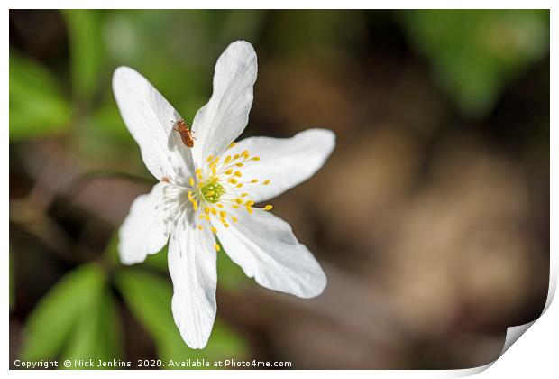 Wood anemone and Small Beetle April SpringtimeClos Print by Nick Jenkins
