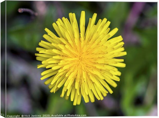 Dandelion Flower Close Up in Spring Close up Canvas Print by Nick Jenkins