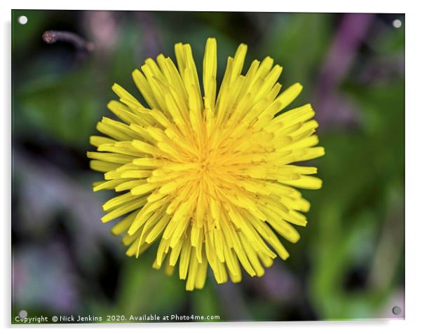 Dandelion Flower Close Up in Spring Close up Acrylic by Nick Jenkins