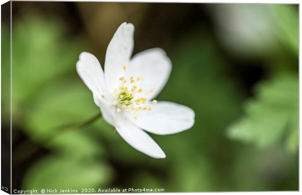 Wood Anemone Flower Up Close and Sideways Canvas Print by Nick Jenkins