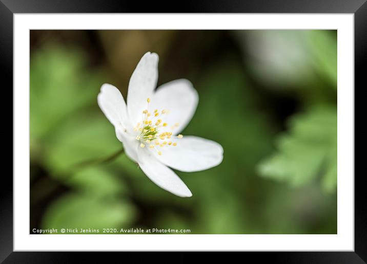Wood Anemone Flower Up Close and Sideways Framed Mounted Print by Nick Jenkins