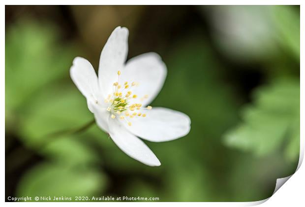 Wood Anemone Flower Up Close and Sideways Print by Nick Jenkins