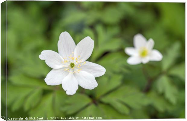 Two Wood Anemones in a Local Woodland Canvas Print by Nick Jenkins