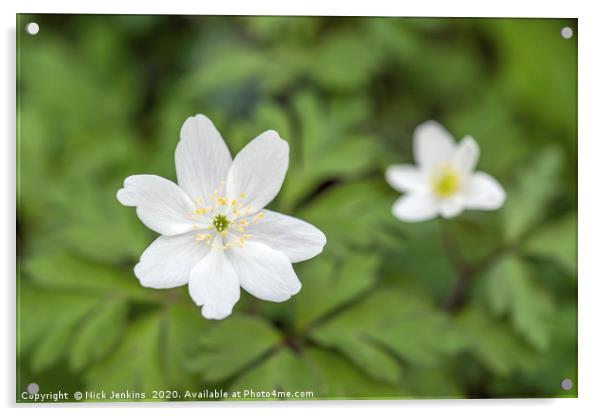 Two Wood Anemones in a Local Woodland Acrylic by Nick Jenkins