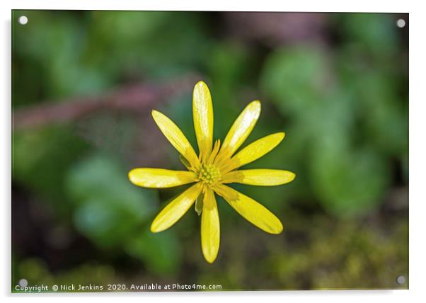 Lesser Celandine in a Spring woodland Acrylic by Nick Jenkins