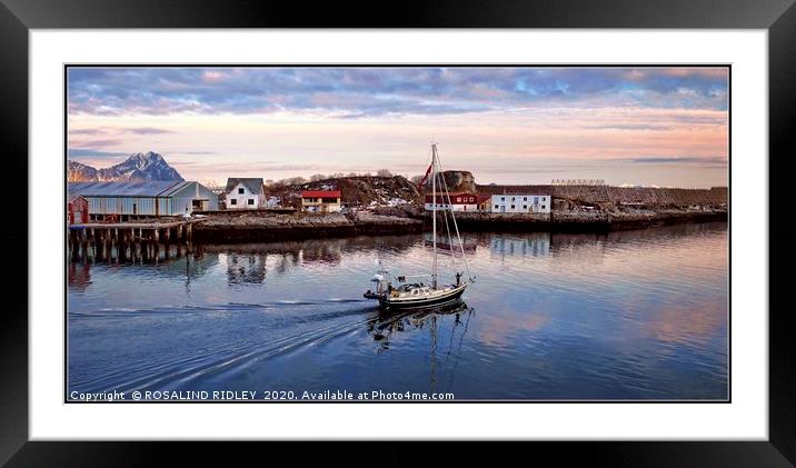 " Sailing  into Lofoten sunset" Framed Mounted Print by ROS RIDLEY