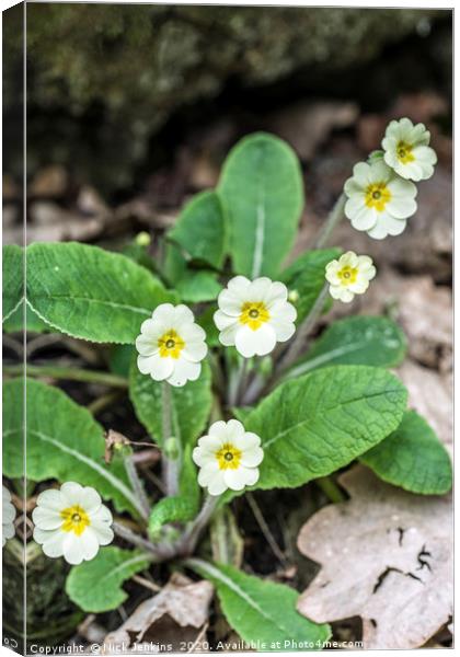 Woodland Primroses in Spring Canvas Print by Nick Jenkins
