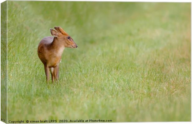 Young muntjac deer closeup and alone Canvas Print by Simon Bratt LRPS