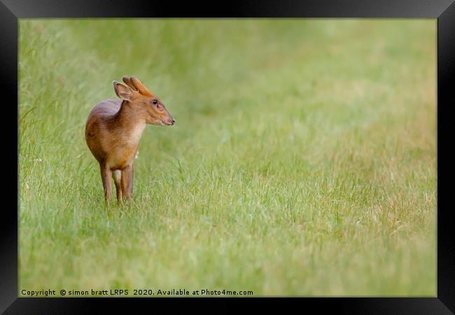 Young muntjac deer closeup and alone Framed Print by Simon Bratt LRPS