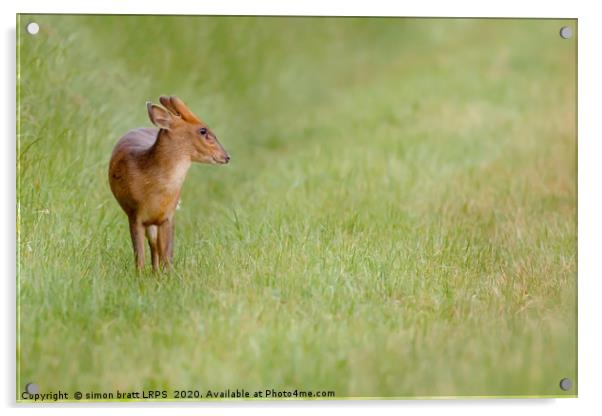 Young muntjac deer closeup and alone Acrylic by Simon Bratt LRPS