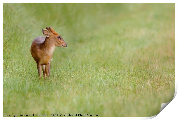 Young muntjac deer closeup and alone Print by Simon Bratt LRPS
