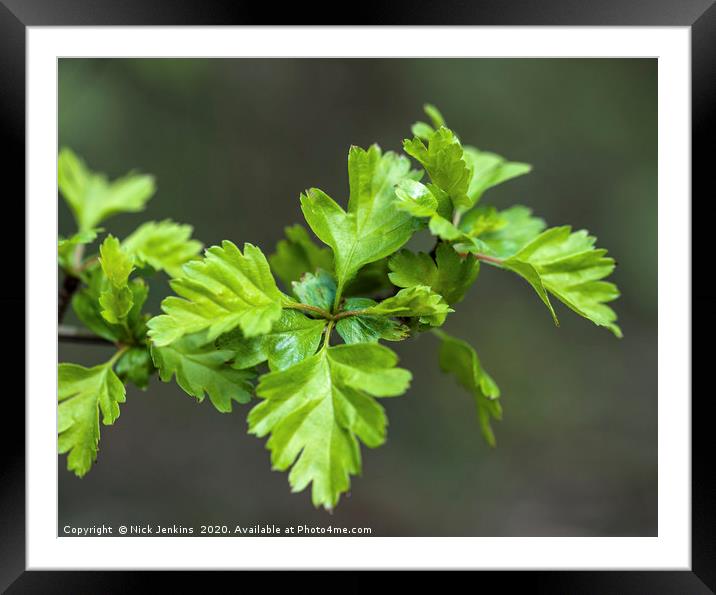 Rowan or Mountain Ash Leaves in Spring Close up Framed Mounted Print by Nick Jenkins