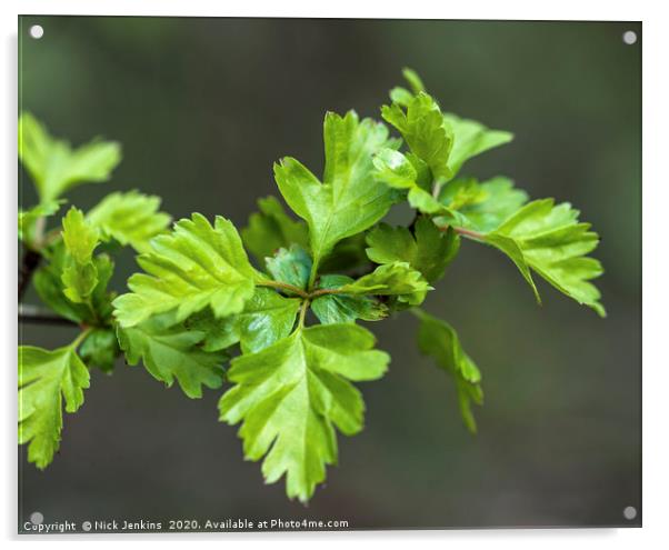 Rowan or Mountain Ash Leaves in Spring Close up Acrylic by Nick Jenkins