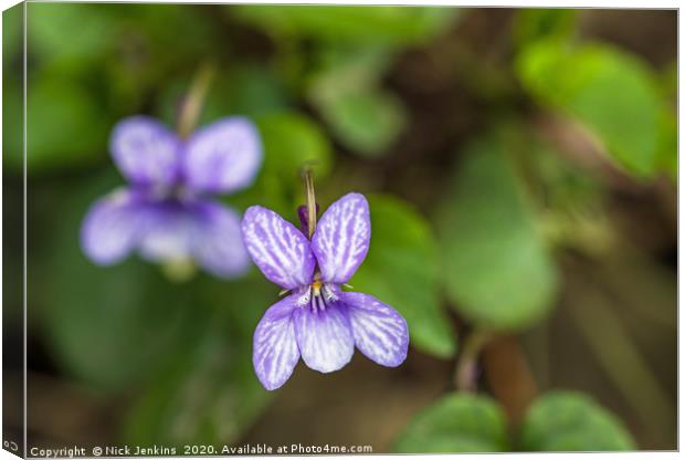 Sweet Violet or Viola ordorata in Spring Close up  Canvas Print by Nick Jenkins