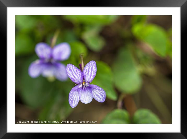 Sweet Violet or Viola ordorata in Spring Close up  Framed Mounted Print by Nick Jenkins