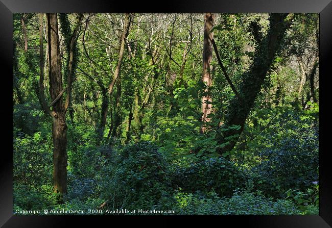 Wild Green in Sintra Framed Print by Angelo DeVal