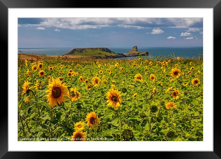 Rhossili Sunflowers Framed Mounted Print by Dan Santillo