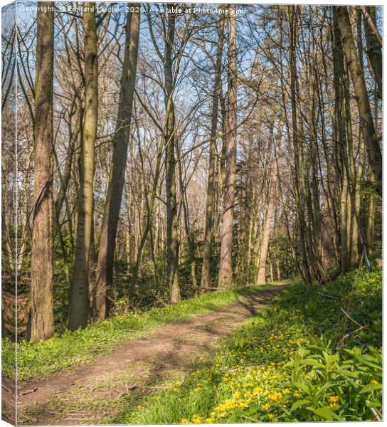 Spring Woodland Canvas Print by Richard Laidler