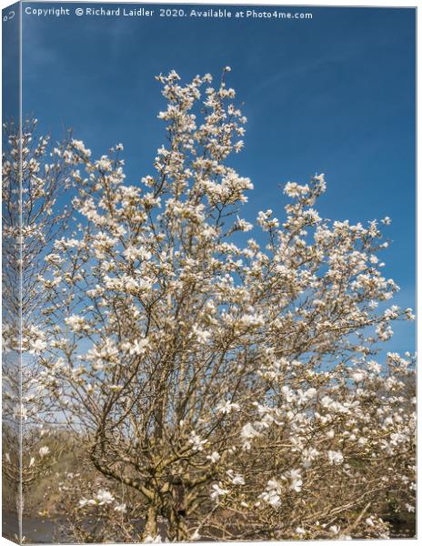 Spring Cheer - Flowering White Magnolia Canvas Print by Richard Laidler