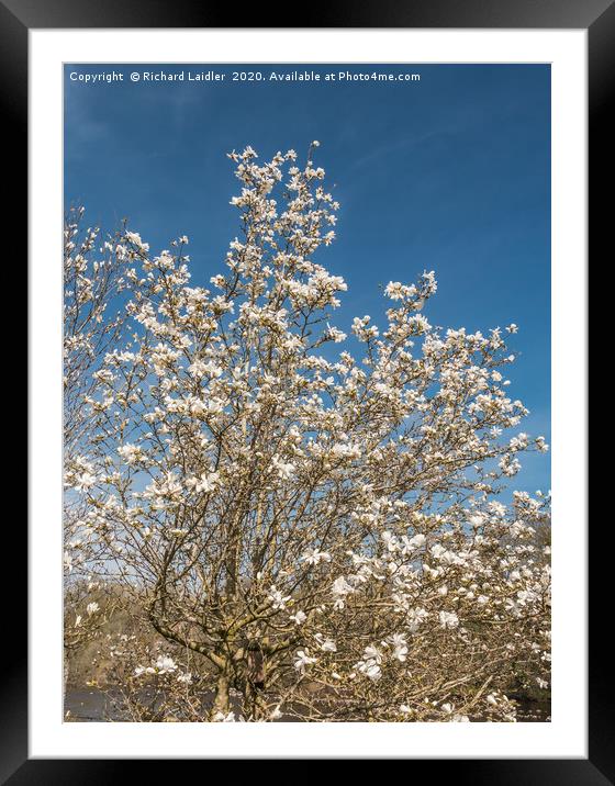 Spring Cheer - Flowering White Magnolia Framed Mounted Print by Richard Laidler