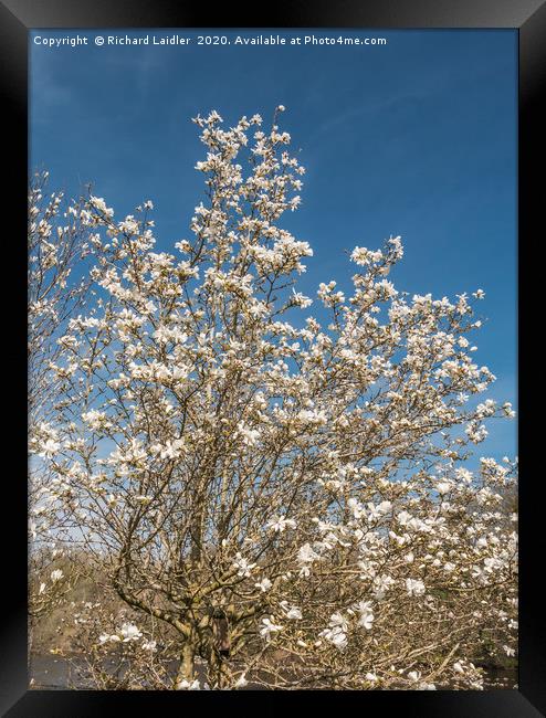 Spring Cheer - Flowering White Magnolia Framed Print by Richard Laidler