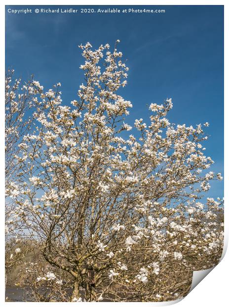 Spring Cheer - Flowering White Magnolia Print by Richard Laidler