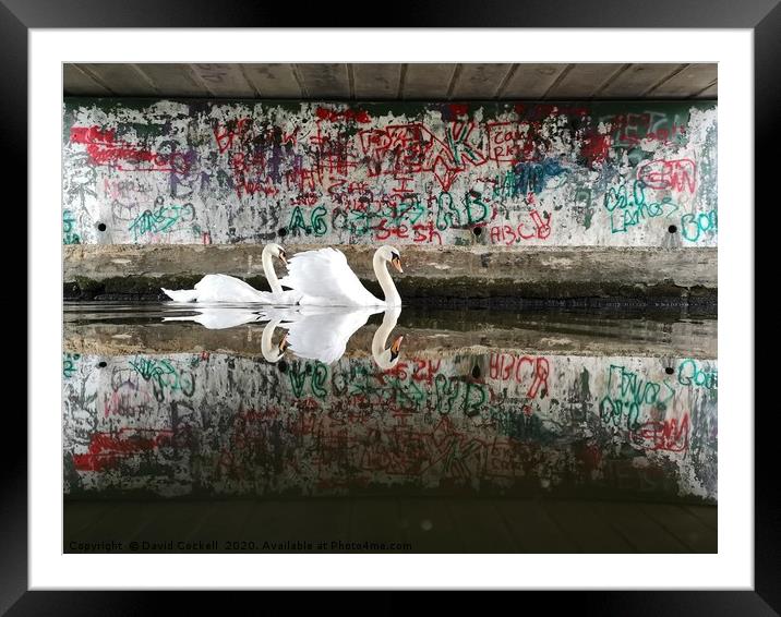 Swans under the graffiti bridge Framed Mounted Print by David Cockell