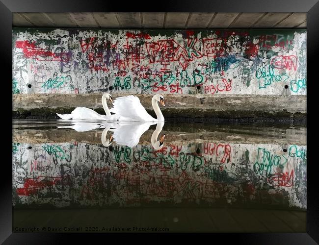 Swans under the graffiti bridge Framed Print by David Cockell