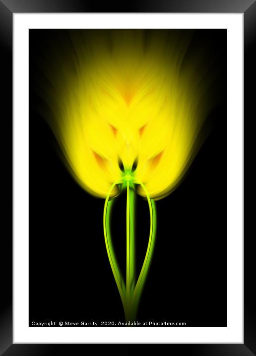 Twisted Gerbera Framed Mounted Print by Steve Garrity