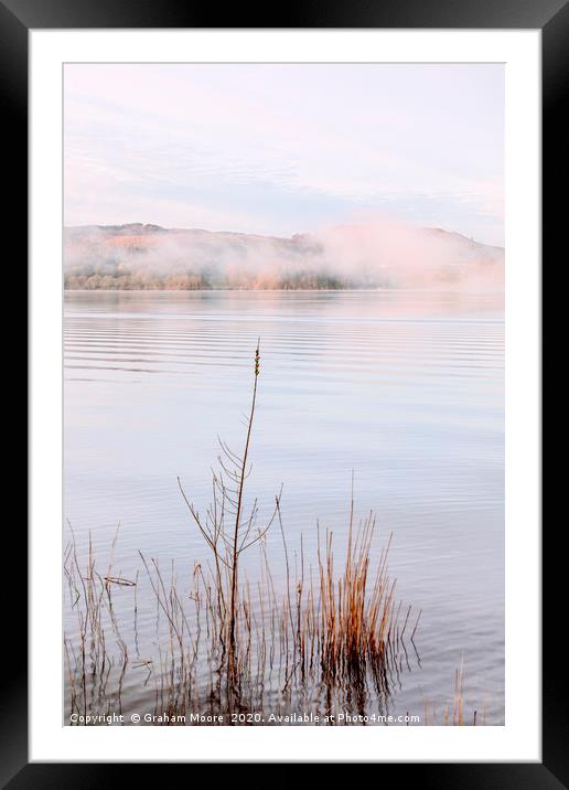 Lake Windermere reeds Framed Mounted Print by Graham Moore