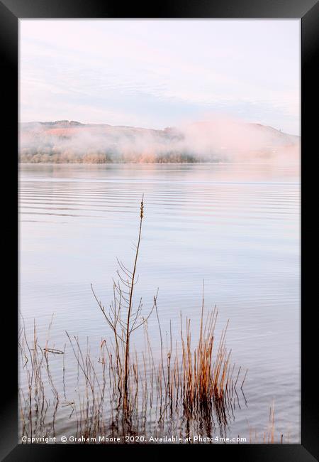 Lake Windermere reeds Framed Print by Graham Moore