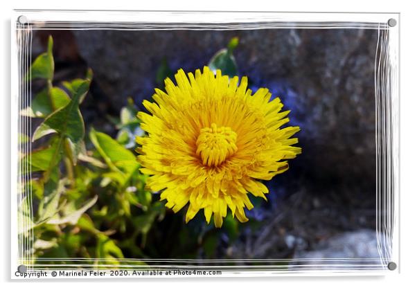 Dandelion in sunlight Acrylic by Marinela Feier