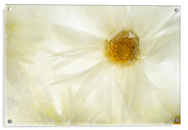 Frilly Daisy in Ice Acrylic by Ann Garrett