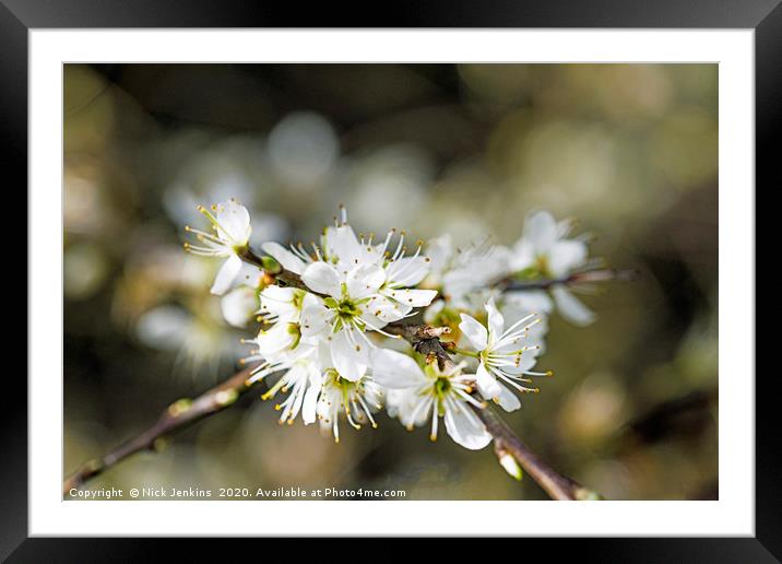White Sloe Blossom in Spring Close up  Framed Mounted Print by Nick Jenkins