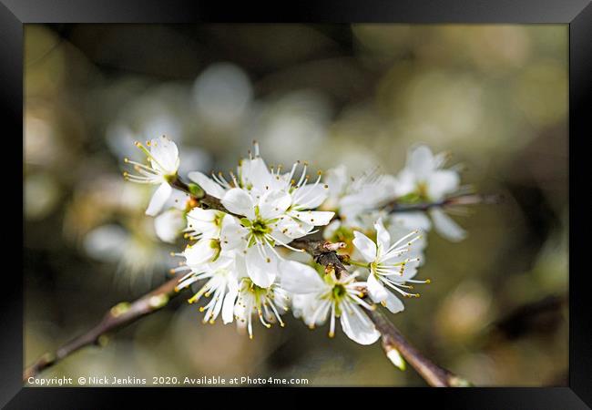 White Sloe Blossom in Spring Close up  Framed Print by Nick Jenkins