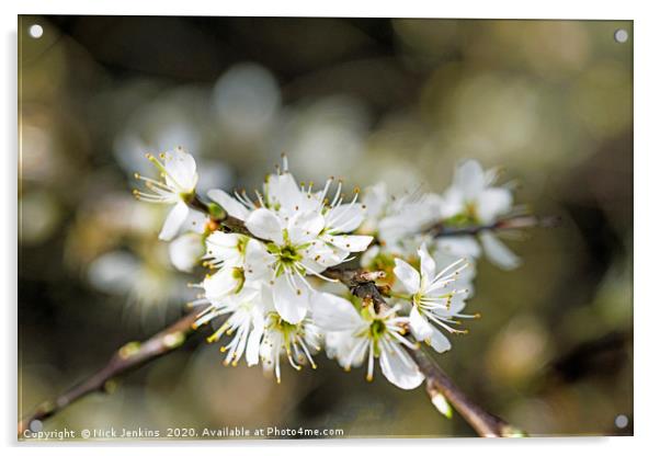 White Sloe Blossom in Spring Close up  Acrylic by Nick Jenkins