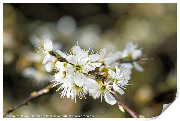 White Sloe Blossom in Spring Close up  Print by Nick Jenkins