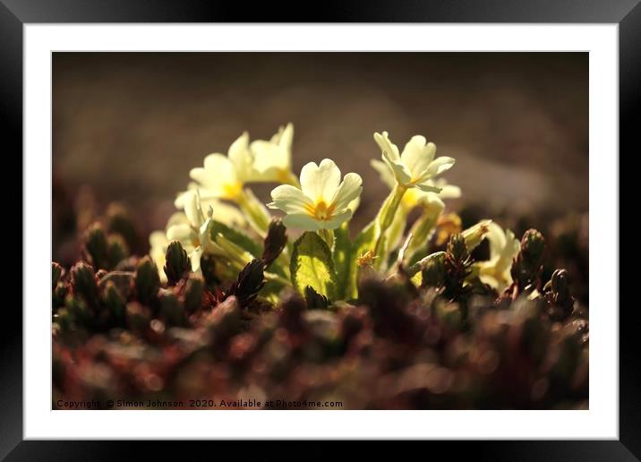 Sunlit primrose Framed Mounted Print by Simon Johnson