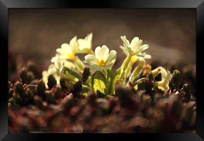 Sunlit primrose Framed Print by Simon Johnson