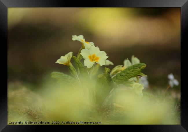 Primrose flower Framed Print by Simon Johnson