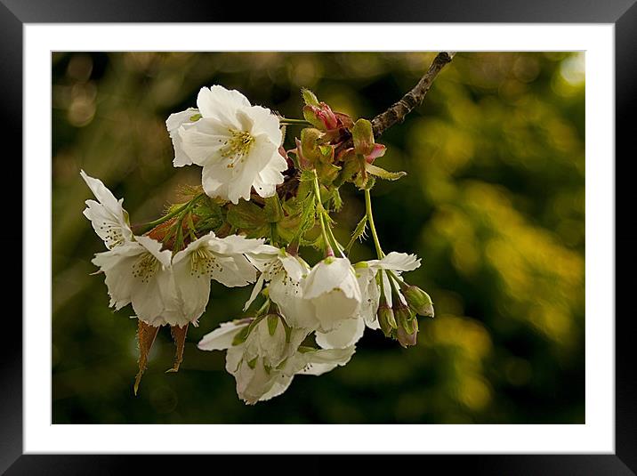Cherry Blossom Time Framed Mounted Print by Jacqi Elmslie