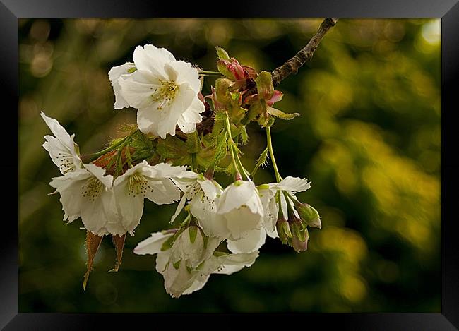 Cherry Blossom Time Framed Print by Jacqi Elmslie