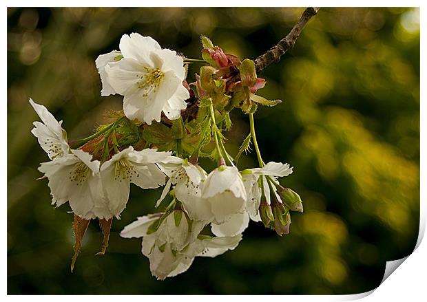 Cherry Blossom Time Print by Jacqi Elmslie