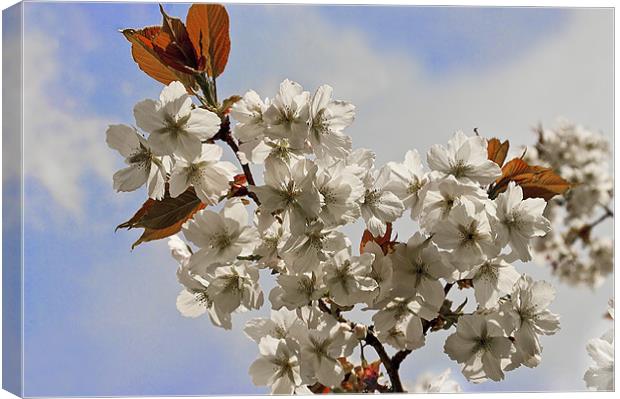 White Japanese Cherry Canvas Print by Jacqi Elmslie