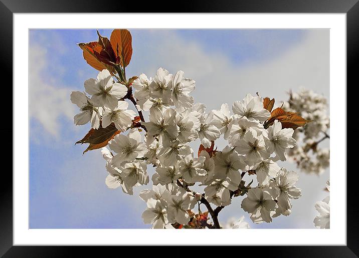 White Japanese Cherry Framed Mounted Print by Jacqi Elmslie