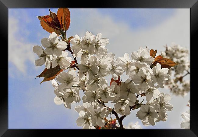 White Japanese Cherry Framed Print by Jacqi Elmslie