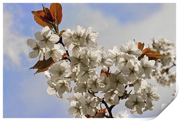 White Japanese Cherry Print by Jacqi Elmslie