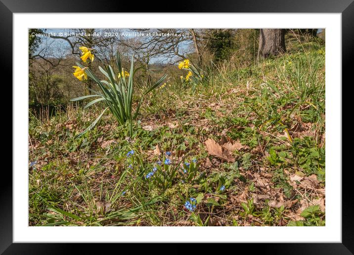 Spring Cheer - Daffoldils and Forget Me Nots Framed Mounted Print by Richard Laidler