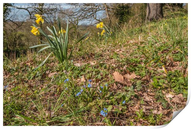 Spring Cheer - Daffoldils and Forget Me Nots Print by Richard Laidler